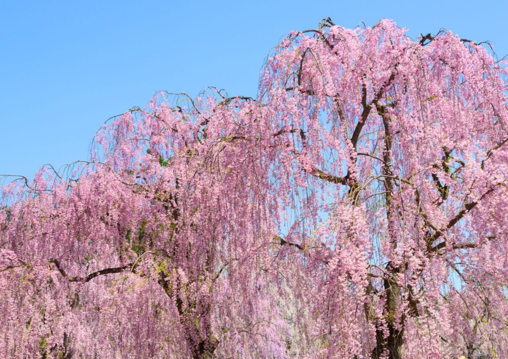 桜の種類と開花時期・名所 | 花と心の学校