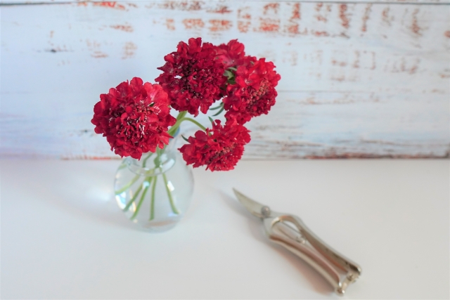 日常使いの花道具〈花がぐんと身近になる〉