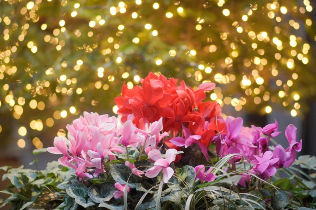 クリスマスシーズンに飾りたい花とグリーン