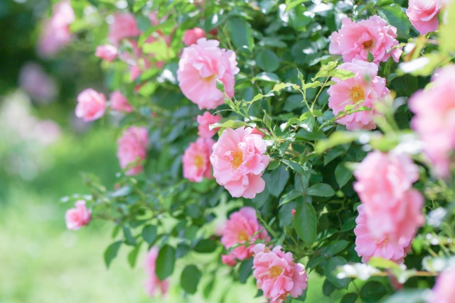 ダマスクローズが愛されるヒミツ