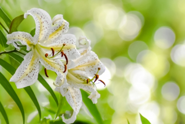 意外と知らない日本原産の植物たち