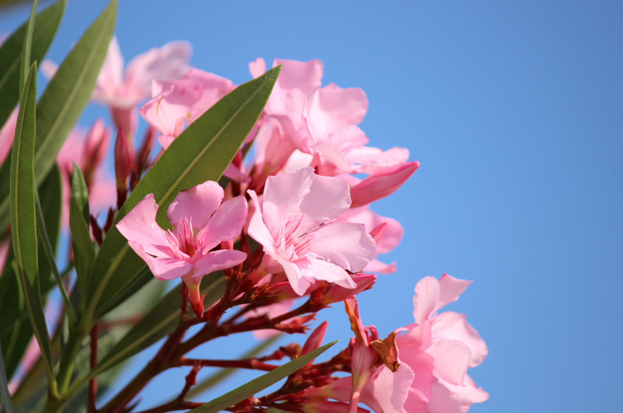 美しいのに毒をもつ花たち〜心理効果はある？～