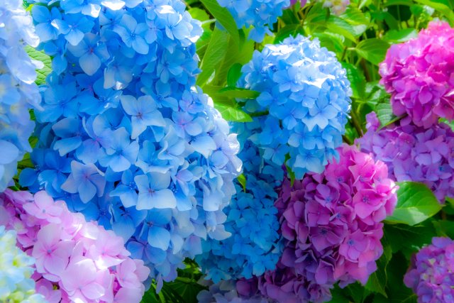 梅雨の憂鬱はお花で吹き飛ばす